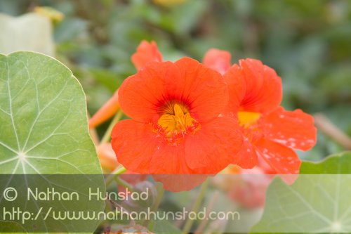 Flower_2008-10-05_IMG_2219